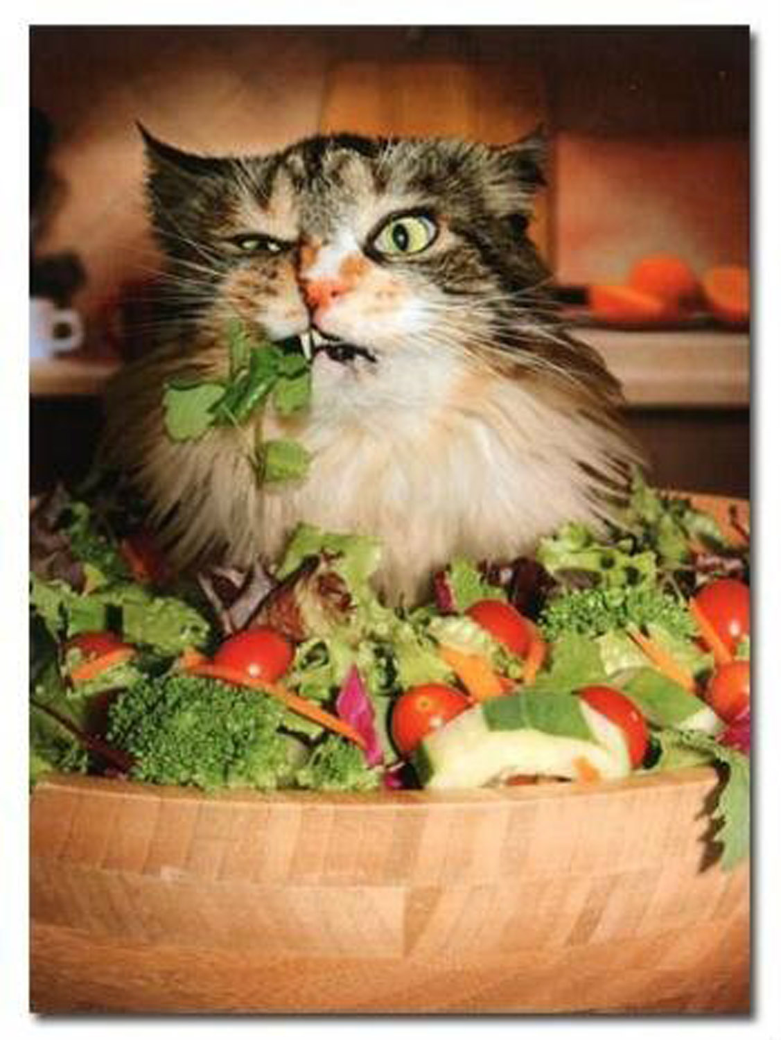 Saladcat