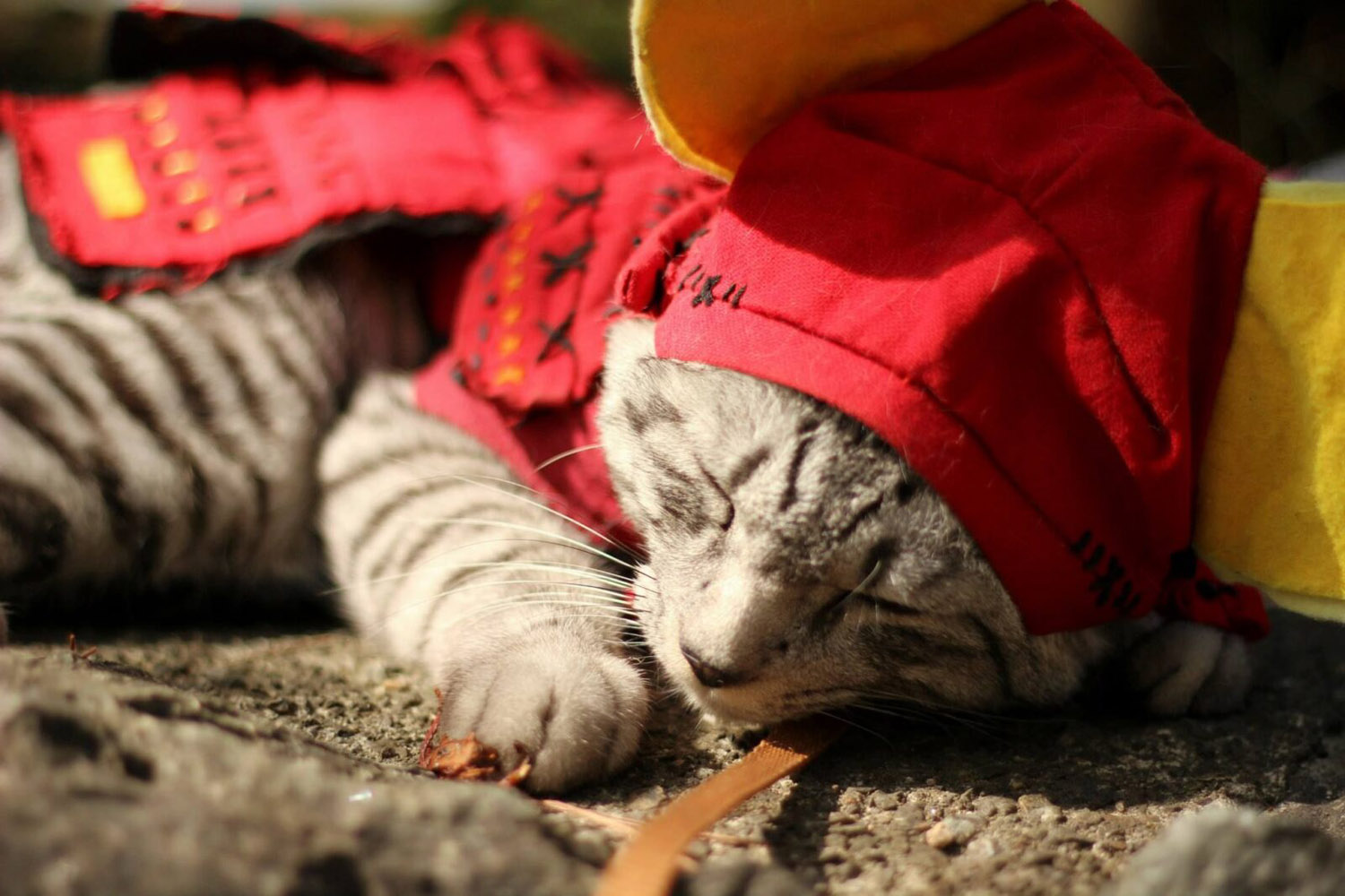 Samurai kitty